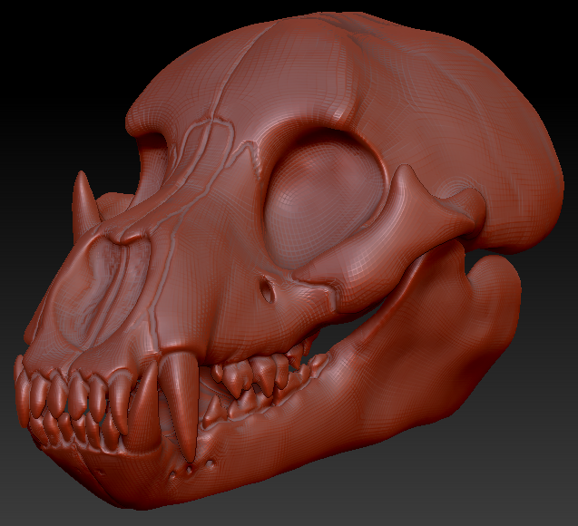 Bear Skull