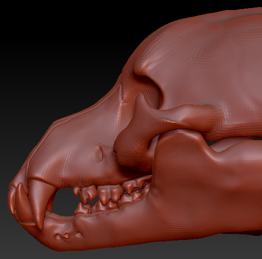 Bear Skull