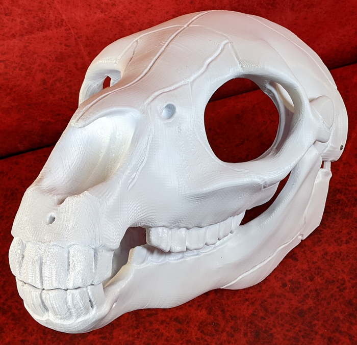 Equine Skull