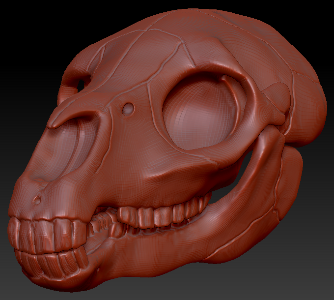 Equine Skull