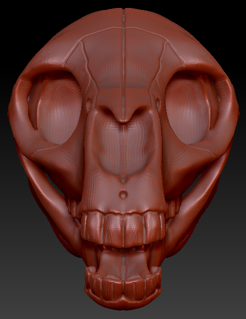 Equine Skull