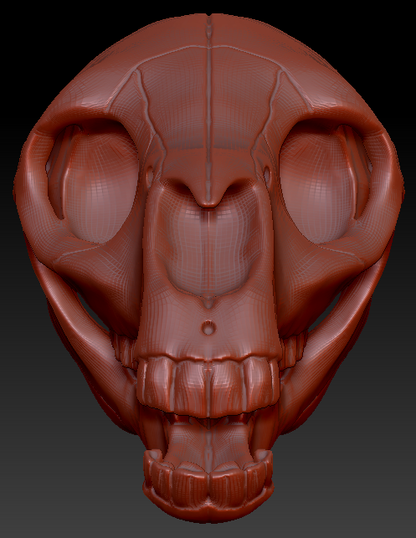 Equine Skull