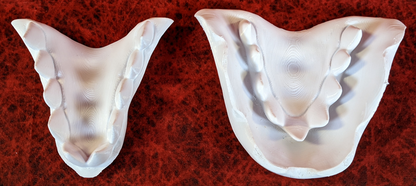 Large Avali Jawset