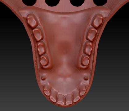 Large Horse Jawset Realistic Style 2