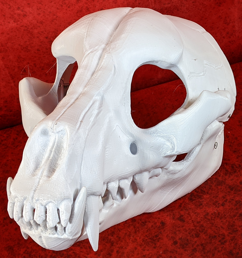Small Canine Skull