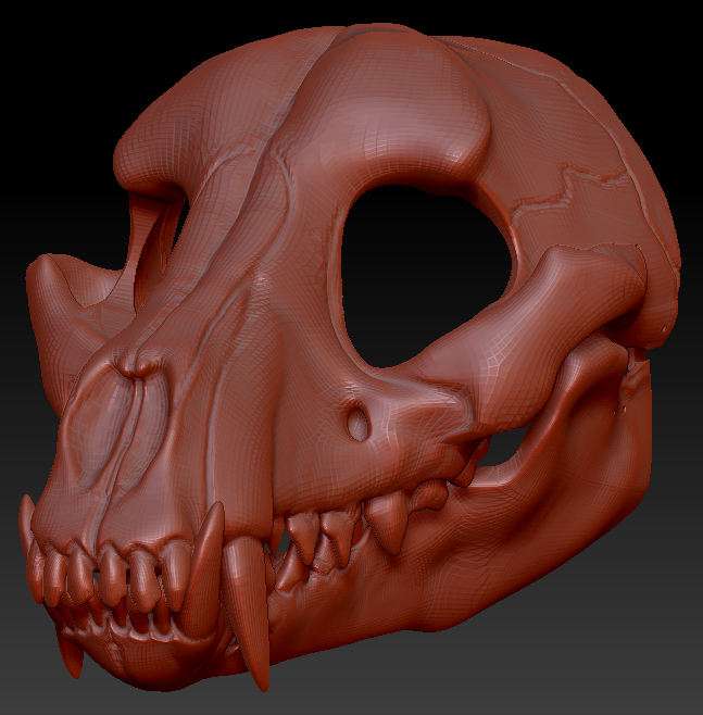 Small Canine Skull