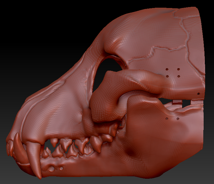 Small Canine Skull