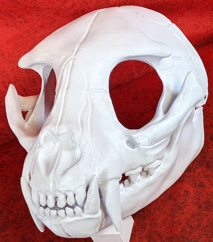 Small Feline Skull
