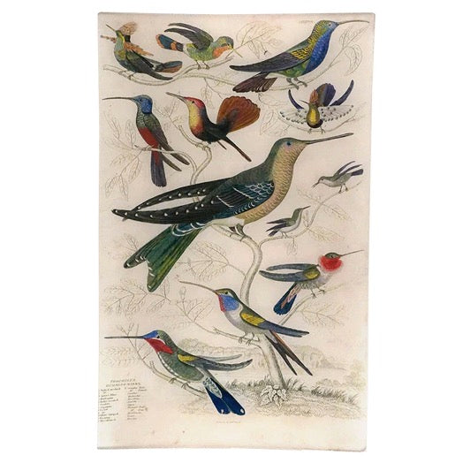 Tufted-necked Hummingbirds Tray